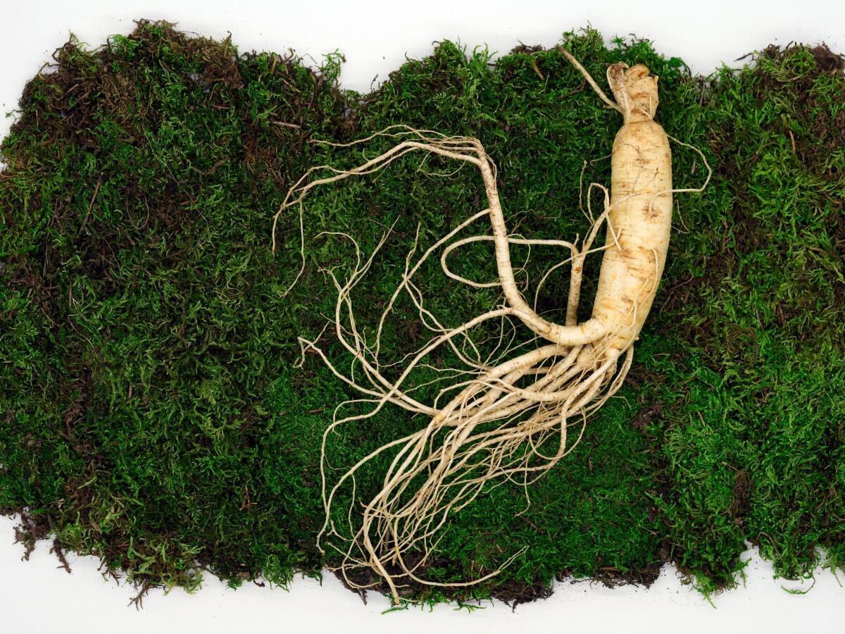 Ginseng: The Ancient Root That Revives Hair, Skin, and Body | QuillKi